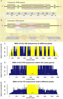 Critical Issues in Mycobiota Analysis